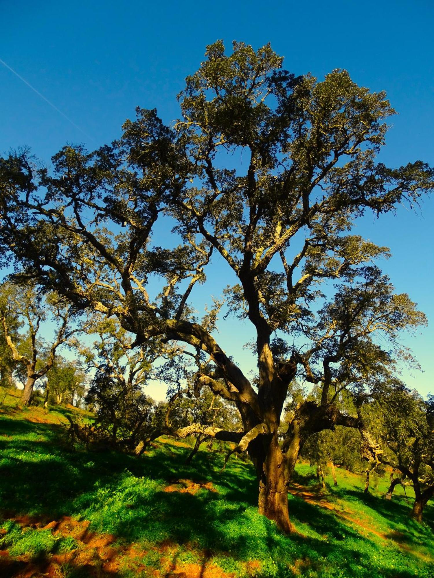 Herdade Vale De Gaios By Stay In Alentejo São Luis Exterior foto